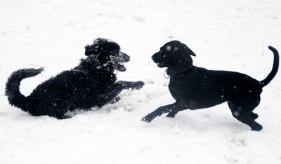 Hundebetreuung Friedrichshain 1